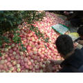 red gala apples chinese gala apples